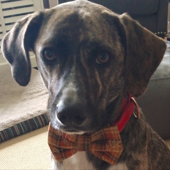 Dog Bowties - Picture 2 of 2